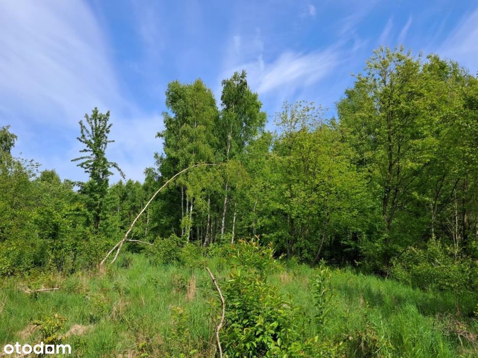 Działka w dzikiej zielni - Widok 5