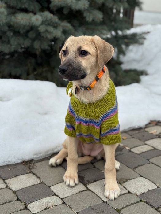 Цуценятко метис