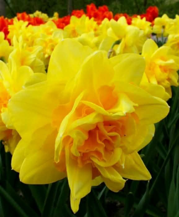 Нарцис сортовий.