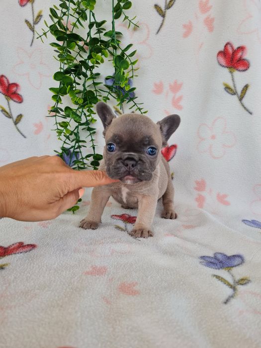 Excelente menina Bulldog Frances de Qualidade