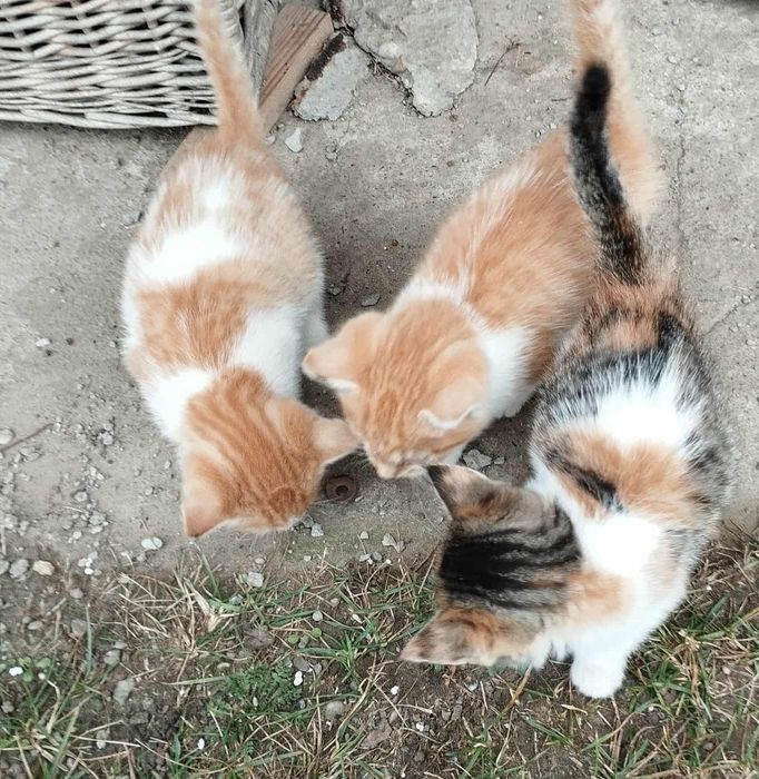 Oddam kotki za darmo