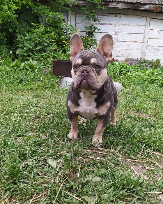 В'язка французького бульдога лілак тан.