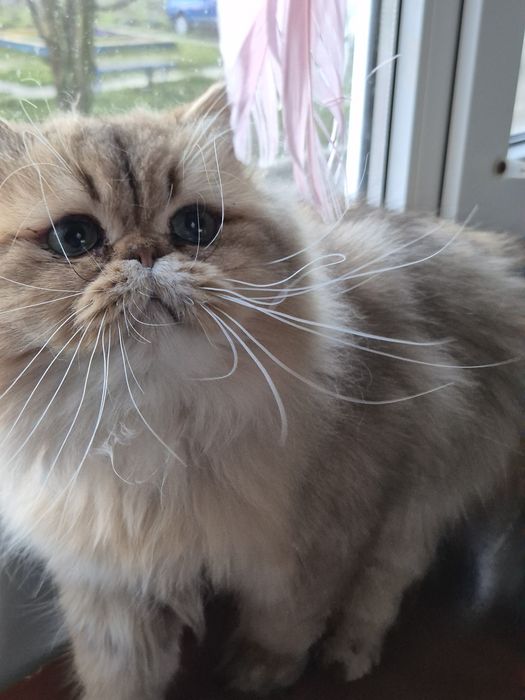 Золотий персидський котик