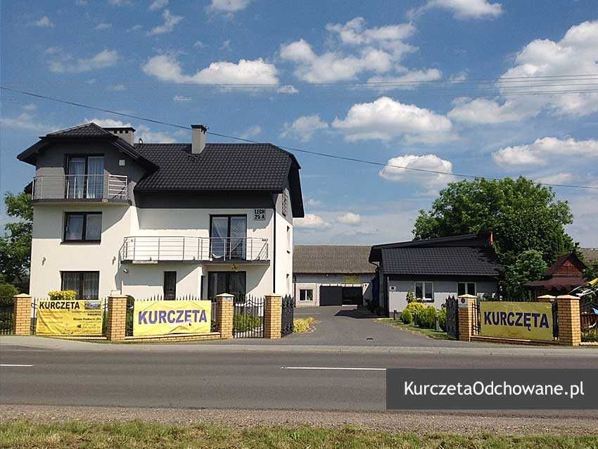 Kurczęta odchowane 8-16 tyg kury kokoszki brojlery ROSA Mirzec