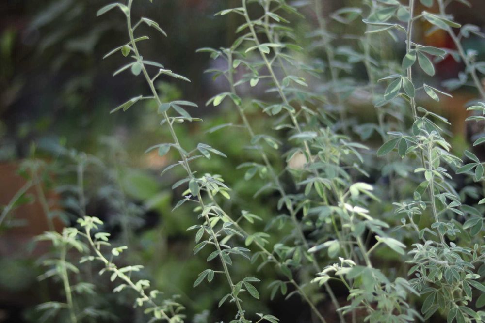 Vende se sementes de tagasaste ou tree Lucerne.