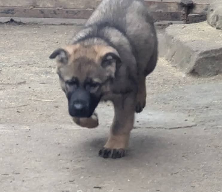 Цуценята німецької вівчарки
