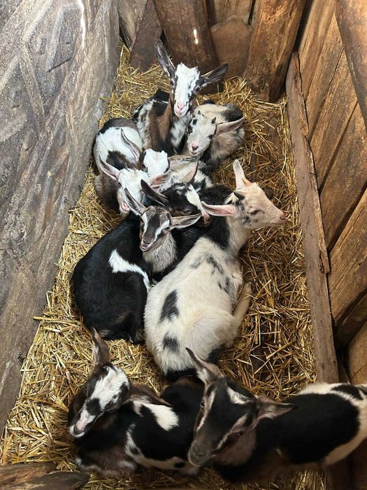 Kozie mleko z gospodarstwa ekologicznego z certyfikatem