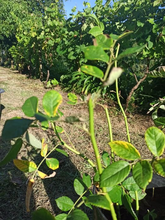 Roseiras de sta Teresinha