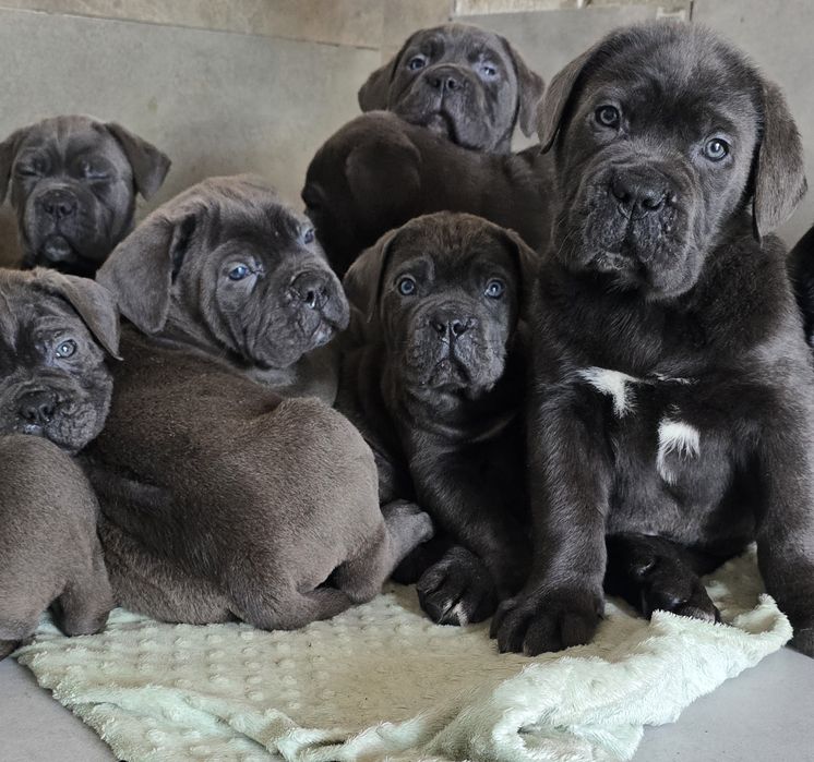 Cane Corso Błękitne Sunia