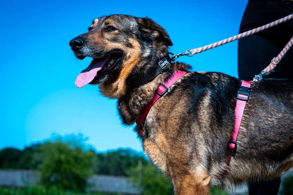 Szamal - psi wesołek w typie owczarka niemieckiego ADOPCJA