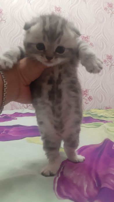 Шотландский котик приглашает на вязку