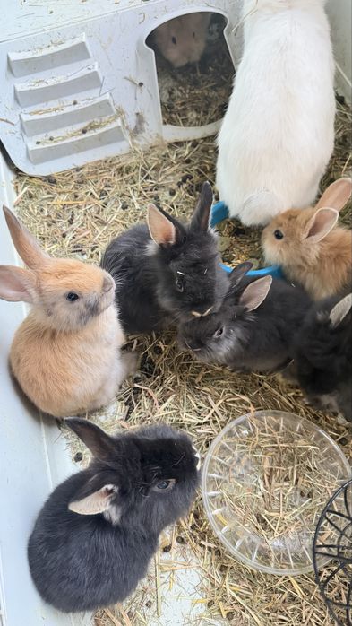 Młode króliczki 8 tygodniowe