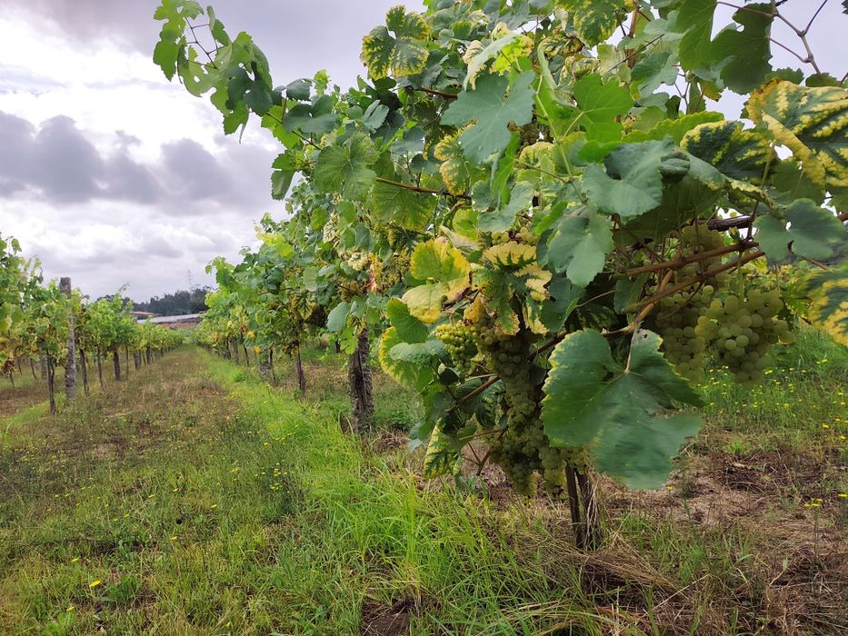 Uvas Brancas e/ou Tintas em bardo