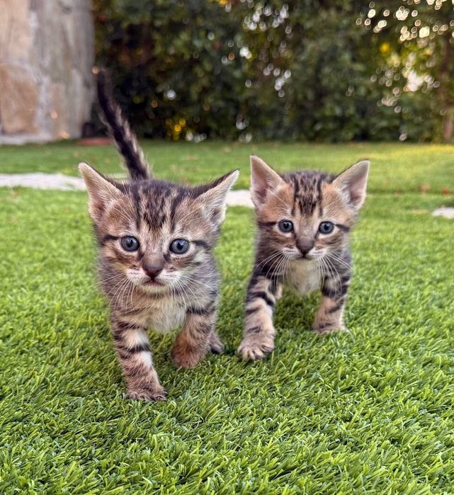Gatinhos para adoção