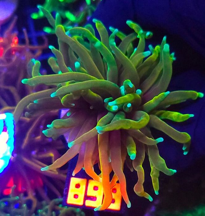 Euphyllia glabrescens Hellfire 1h (899) [Koralowiec]