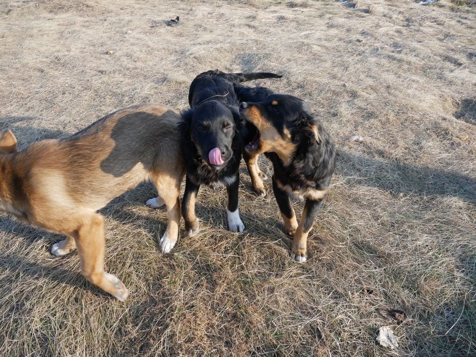 Щенок в добрые руки!