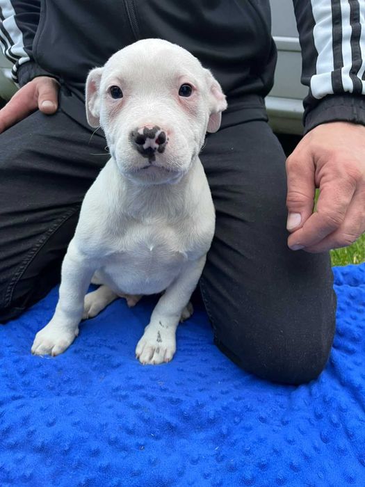 Amstaff samiec biała głowa