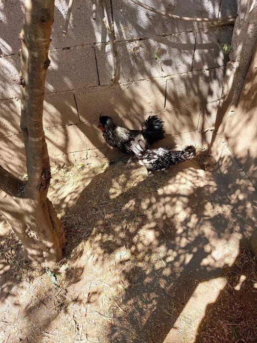 Ovos/aves raça la bresse gauloise, sedosa, codorniz