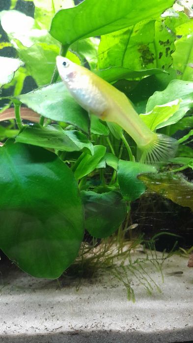 Guppys Endler de cores diferentes ( corpo amarelo )