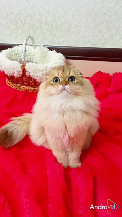 Дуже гарненький хлопчик золота шиншила шотландський висловухий Хайленд