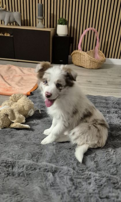 Border Collie szczenięta