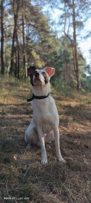 Пропала собака загубилася
