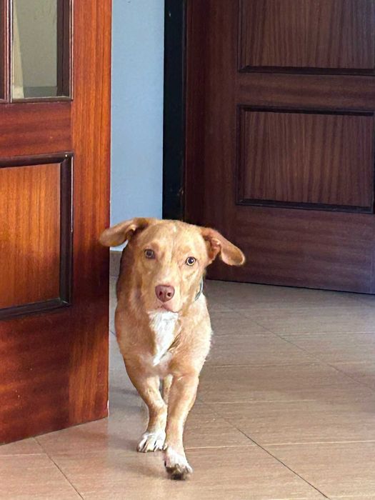 Cadela 11 meses para adopção