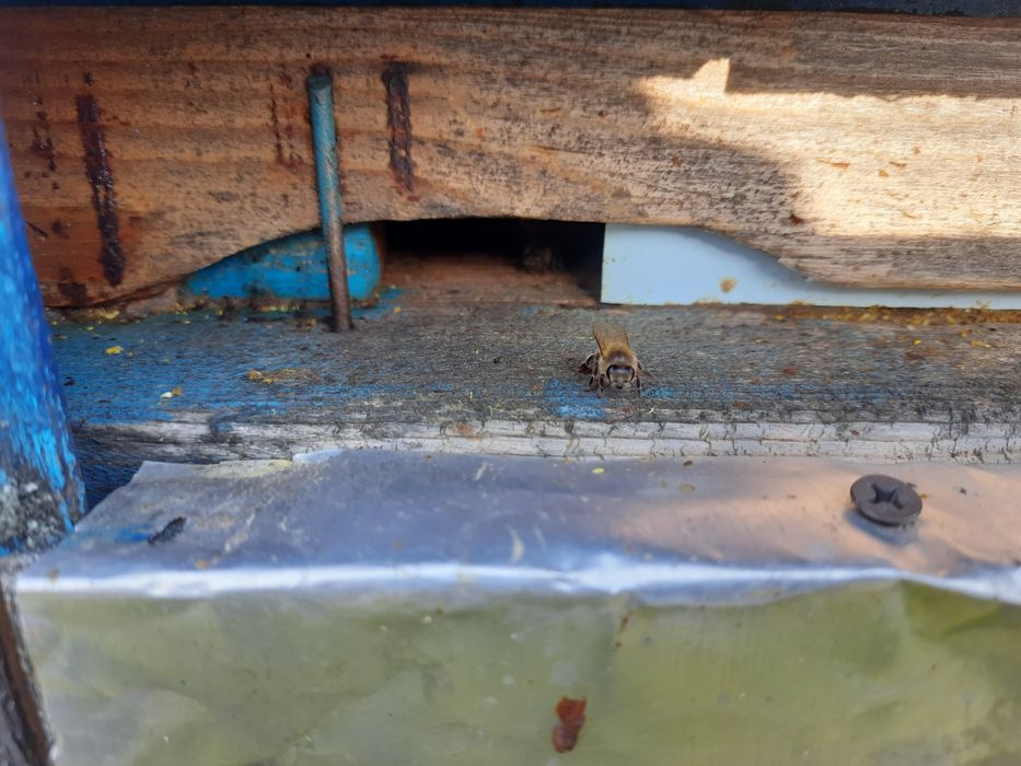 Мобільний Вагончик пасіка на базі прицепа зил на 48 стандартних сімей