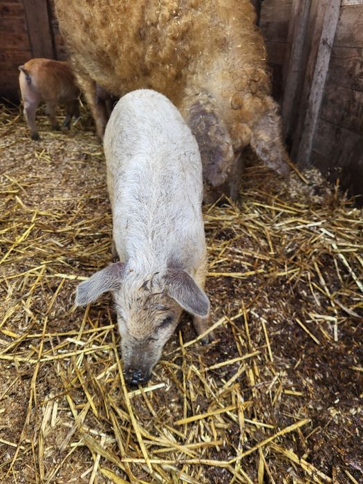 Поросята венгерська мангалиця, венгерская мангалица
