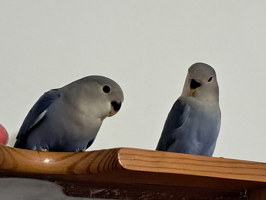Casal agapornis roseicollis 2026