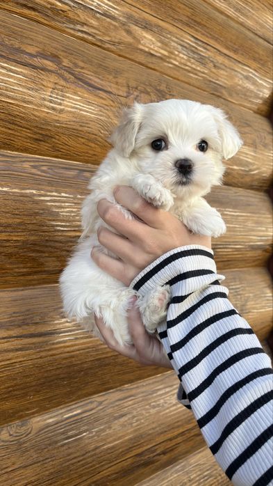 готові до бронювання цуценята мальтезе