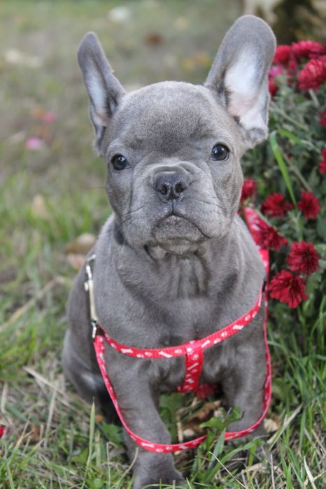 Бомбезні генні французики