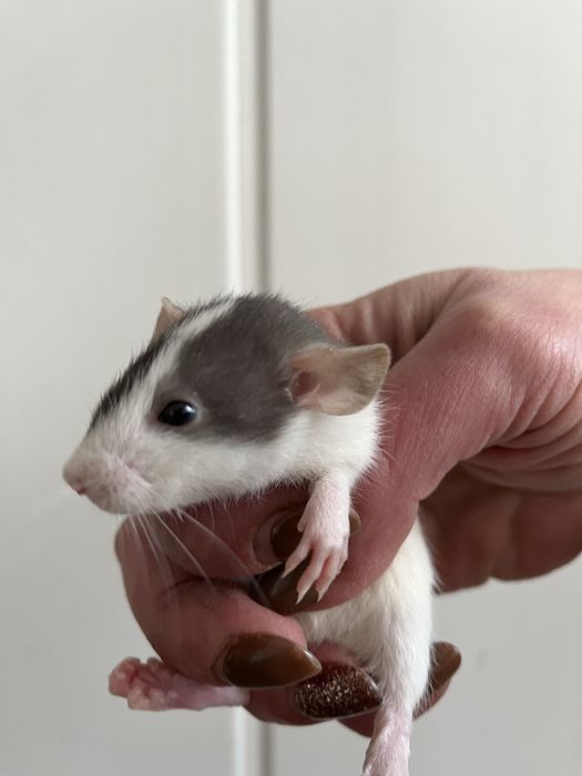 Продам щурикі дамбо