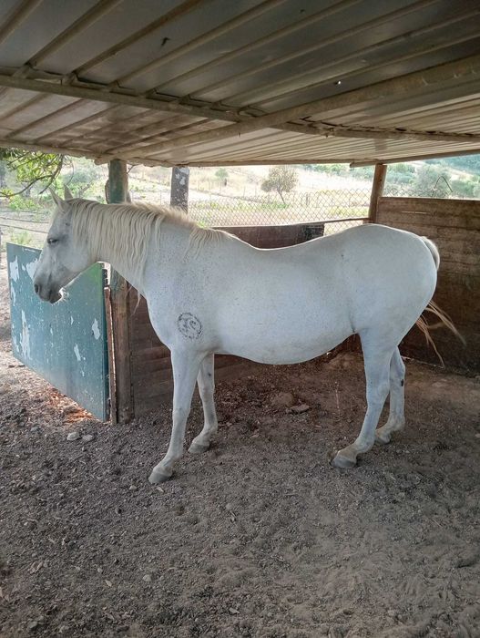 Cavalo para venda
