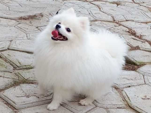 В'язка шпіц померанський