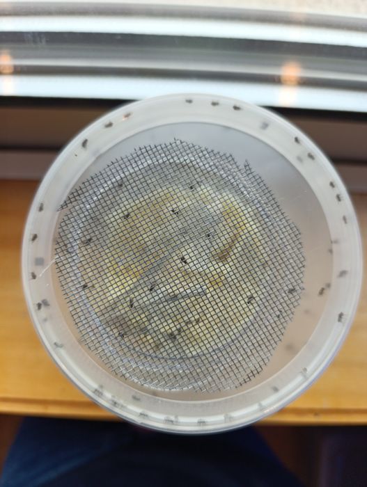 Colónias de Moscas da fruta de 1L