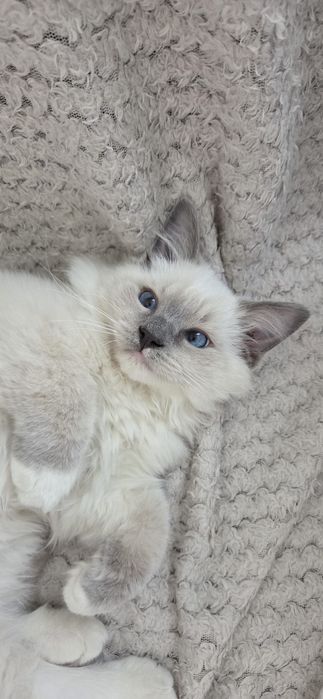 Kocurek rasy Ragdoll