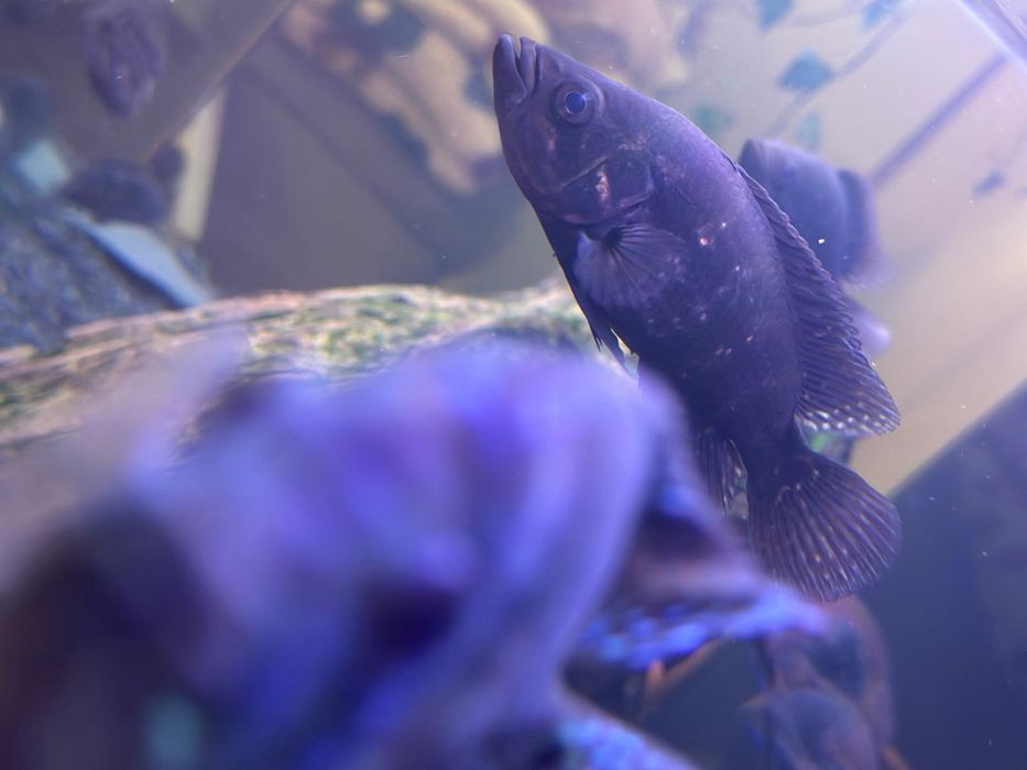 Vendo ou troco ciclideo Jaguar