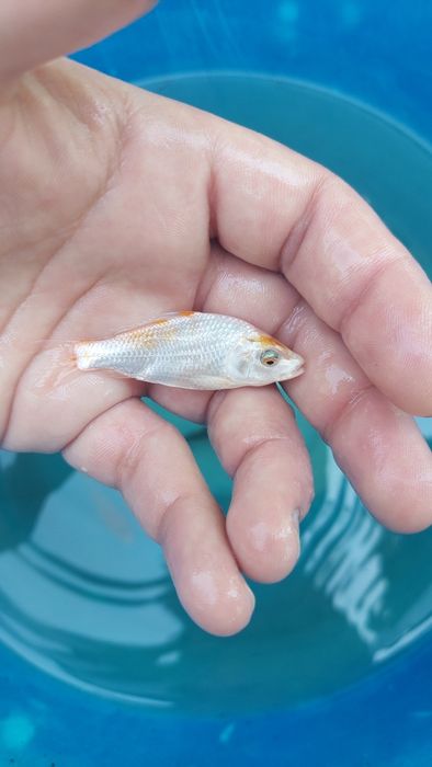 Carpas koi 3-9cm
