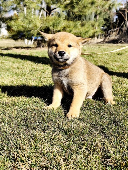 Гарнесенький хлопчик Шиба/ Сіба Іну