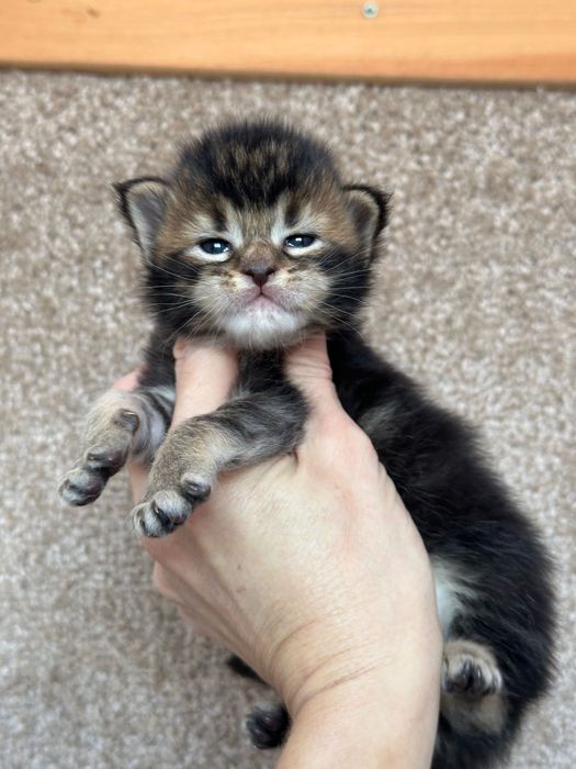 Jasmine-Kotka Maine Coon