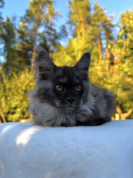Мейн кун хлопчик