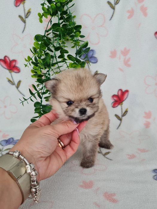 Estupendo mini mini 460g Lulu da Pomerânia/Spitz Alemão Anão de Qualidade