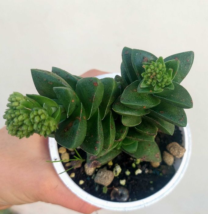 Suculentas variadas 4€/cada