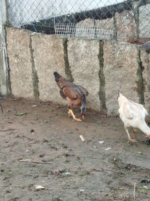 Galinhas brasileiro