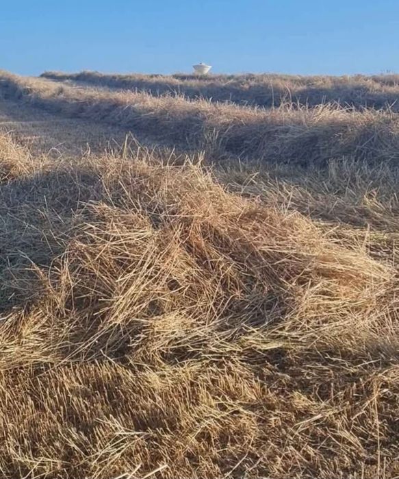 Feno de azevem semeado