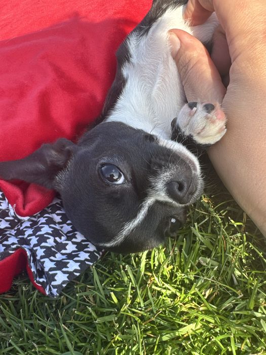 Chihuahua z prawdziwym rodowodem ZKwP/ FCI