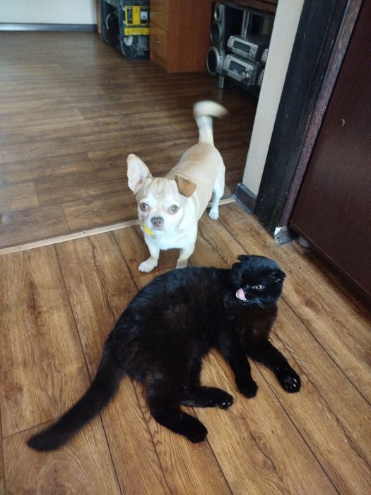 Пропала собака рыжего окраса чихуашка