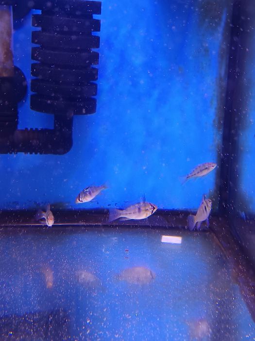 Ramirezi german Blue