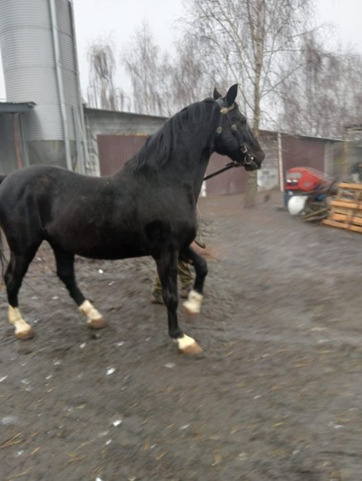 Ogier sp kary  Poker